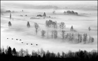 501 - FLY TOWARDS MISTY LAND - SIU MIRANDA - canada